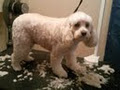 Artemon Pet Grooming image 2