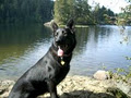 Aspen Springs Canine Academy image 1