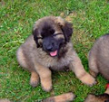 BC Leonberger image 2