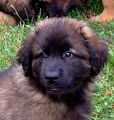 BC Leonberger image 1