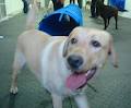 Barks n' Rec - Mississauga Dog Daycare image 3