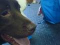 Barks n' Rec - Mississauga Dog Daycare image 6