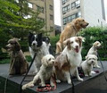 Be Best Buddies Dog Training Barrie image 1