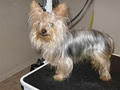 Bitu's Pet Services image 5