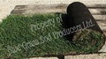 Blue Grass Sod Producers Ltd image 2