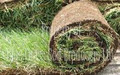 Blue Grass Sod Producers Ltd image 3