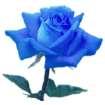 Blue Rose Integrative Health image 2