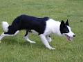 Boywood Border Collies image 2