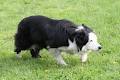 Boywood Border Collies image 4