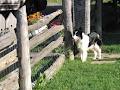 Boywood Border Collies image 5