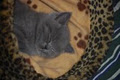 British Shorthair Breeders image 2