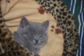 British Shorthair Breeders image 1