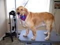 Broadway Dog Grooming image 4