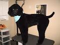 Broadway Dog Grooming image 5