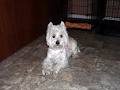 Broadway Dog Grooming image 1