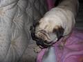 Bugg and Pug image 2