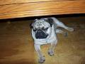 Bugg and Pug image 6