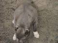 Bully Style Pitbulls image 2