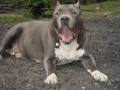 Bully Style Pitbulls image 3