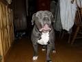 Bully Style Pitbulls image 5