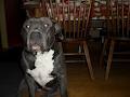 Bully Style Pitbulls image 6