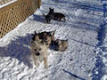 Cairnpit Terriers image 2