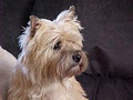 Cairnpit Terriers image 3