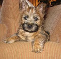Cairnpit Terriers image 1
