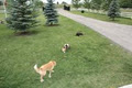 Calgary Canine Care/DogSitting image 2