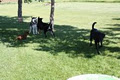Calgary Canine Care/DogSitting image 3