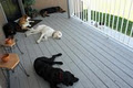 Calgary Canine Care/DogSitting image 6