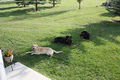 Calgary Canine Care/DogSitting image 1