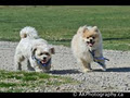 Calgary Dog Walk image 3