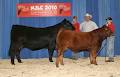 Canadian Limousin Association image 3