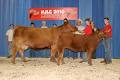 Canadian Limousin Association image 5