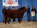 Canadian Limousin Association image 1