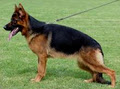 Carissima Kennels image 2