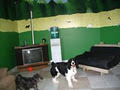 Club Bekkers kennels image 2