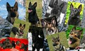 Cold Creek Shepherds von Kalt Bach Kennels image 3