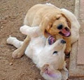 Confident Canines Companion Training image 5