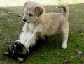 Confident Canines Companion Training image 6