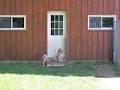 Country Estate Kennels image 2