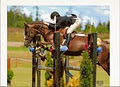 Cross Country Horse Sales image 2