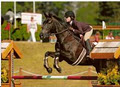 Cross Country Horse Sales image 3