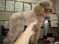 DOG GROOMER image 2
