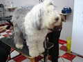 DOG GROOMER image 3