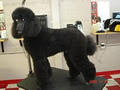 DOG GROOMER image 4