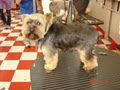 DOG GROOMER image 1