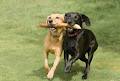 Darting Dogs - Dog walking and taxi service image 4