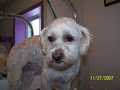 Dazzling Doggies Grooming Salon image 2